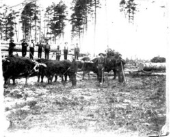 Cameron Lemmer (top row, far right). Possibly in Shearer, date unknown |
Contributed by Angela Kellogg Cameron Lemmer (possibly in Shearer), date unknown