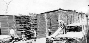 Harvesting Boards at the Mill
